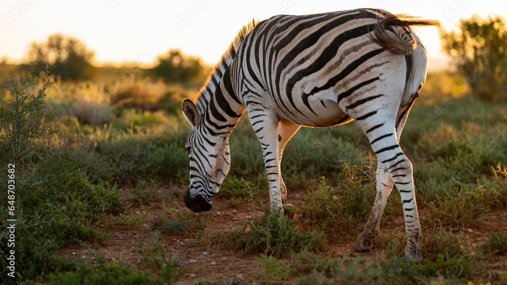 Zebra grazing in the meadow, Addo Elephant National Park, South Africa Zebra grazing in the meadow, Addo Elephant National Park, South Africa