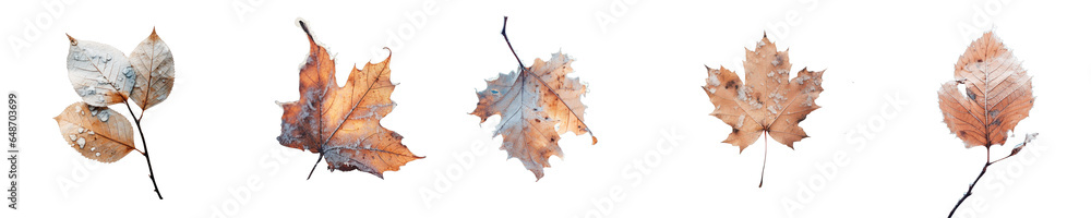 Png Set Aged foliage covered in icy snow transparent background Png Set Aged foliage covered in icy snow transparent background