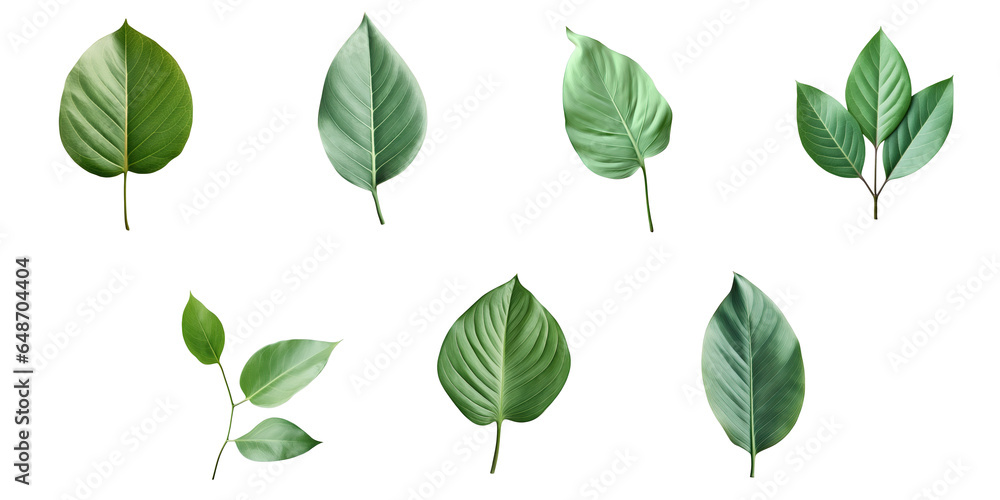 Png Set Black isolated green leaf transparent background Png Set Black isolated green leaf transparent background