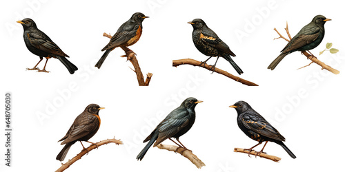 Png Set Blackbird alone on a transparent background photo