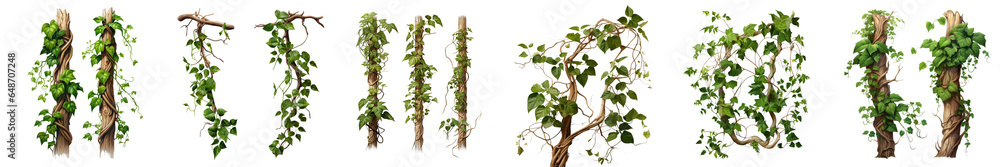 Png Set Forest plants and trees including climbing vines on a transparent background with clipping path - obrazy, fototapety, plakaty 