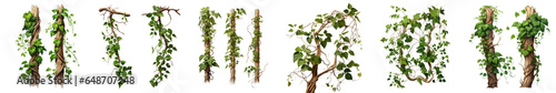 Fotografia Png Set Forest plants and trees including climbing vines on a transparent backgr