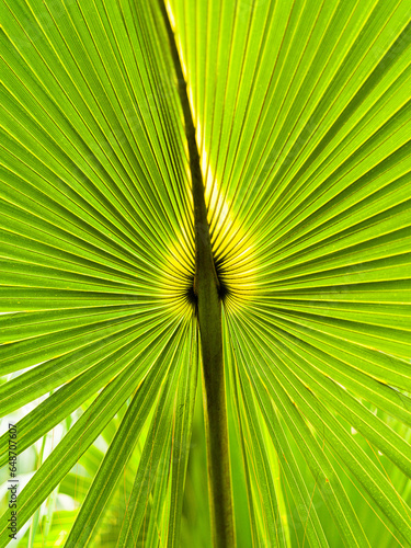 palm leaf
