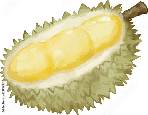 durian fruit composition watercolor illustration isolated element