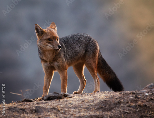 fox in the wild