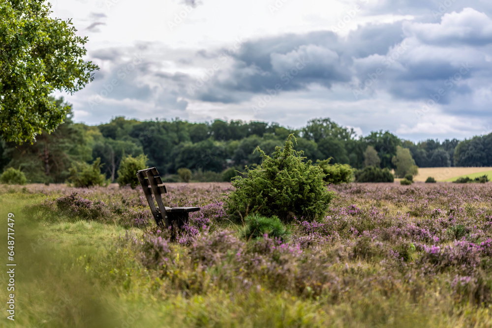 An idyllic bench at lueneburg heath, lower saxony, Germany, in summer outdoors An idyllic bench at lueneburg heath, lower saxony, Germany, in summer outdoors