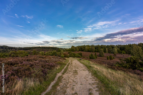 Landscape impressions of Lueneburg Heath at the hiking trail to Totengrund, Wilseder Berg near Wilsede, lower saxony, Germany