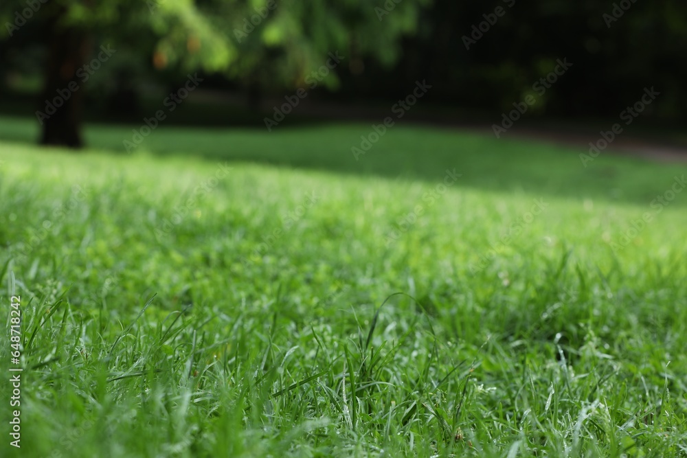 Fresh green grass with water drops growing on meadow in summer Fresh green grass with water drops growing on meadow in summer