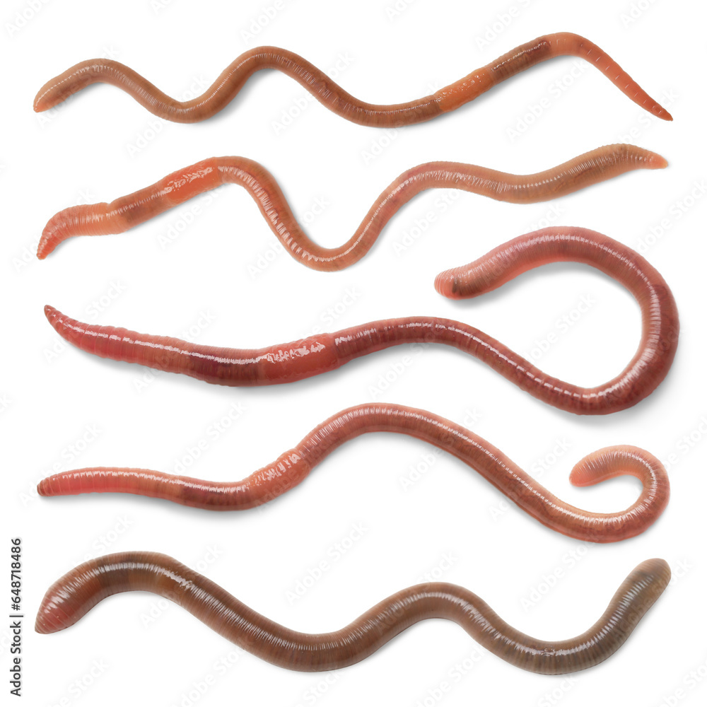Set with many worms isolated on white
