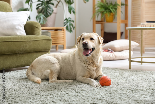 Slika na platnu Cute Labrador dog lying on carpet in living room and playing with pet toy
