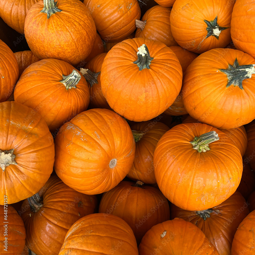 Pile of fresh small pumpkins Pile of fresh small pumpkins