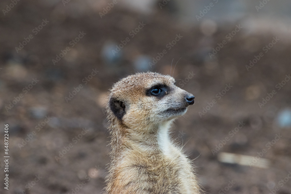 Fototapeta premium meerkat on guard