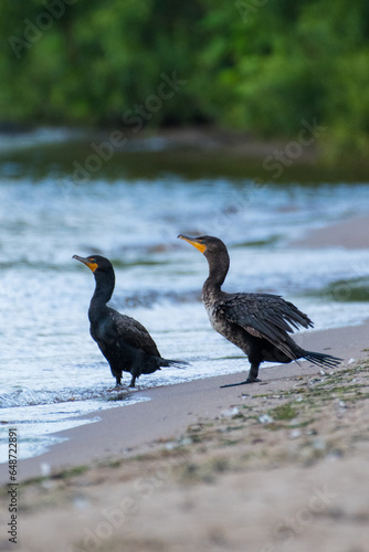 cormorant on the beach