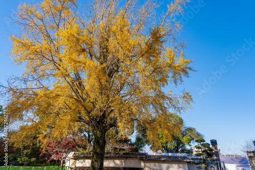 秋晴れに映える銀杏の木
A ginkgo tree that shines in the autumn sky
日本(秋)2022年撮影
Japan (Autumn) Photographed in 2022
九州・熊本市
Kyushu/Kumamoto City
「熊本城・旧細川刑部邸」
