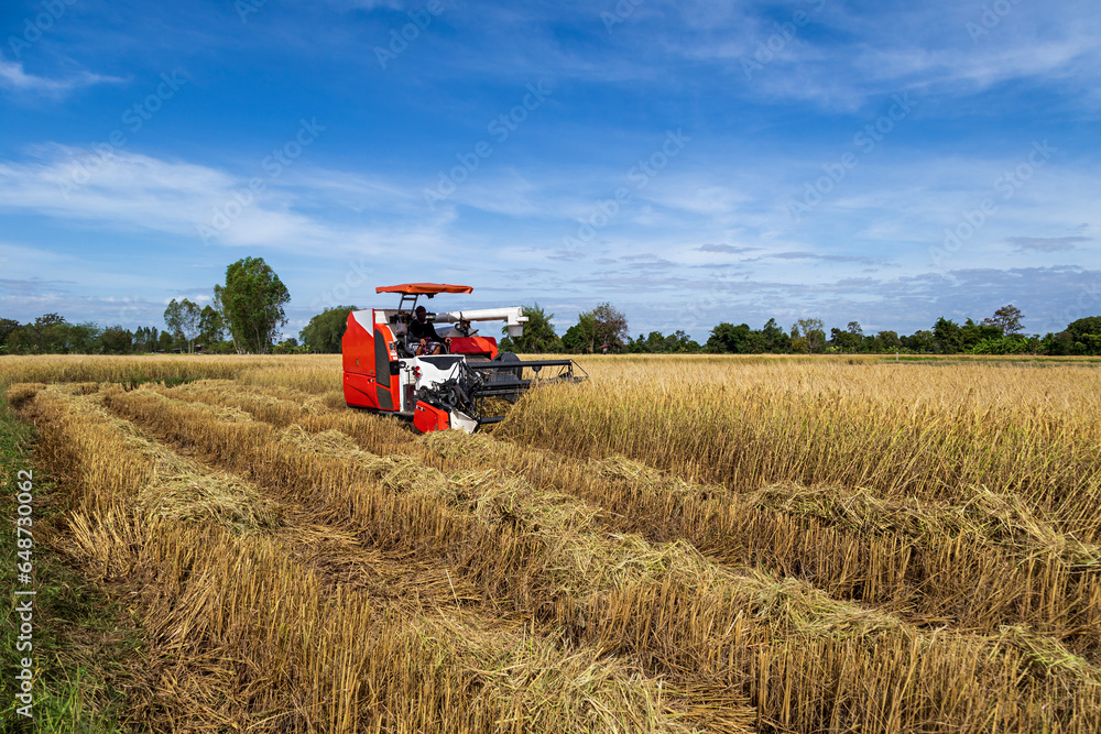 A rice harvester is harvesting golden yellow rice fields. Current agricultural technology in Thailand A rice harvester is harvesting golden yellow rice fields. Current agricultural technology in Thailand