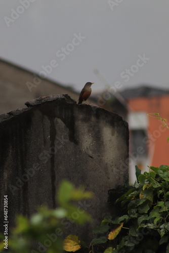 Pássaro em um muro quebrado, durante uma chuva