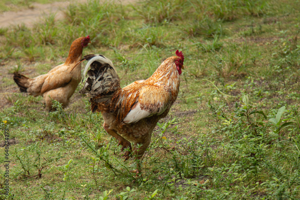 Fototapeta premium Free-range chicken in a pasture with natural grass