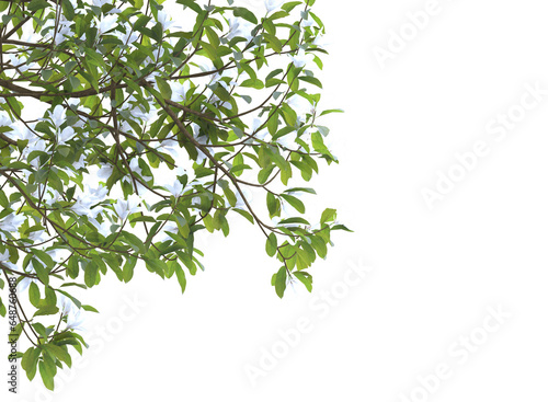 Various types of tree branch plants bushes shrub and grass
