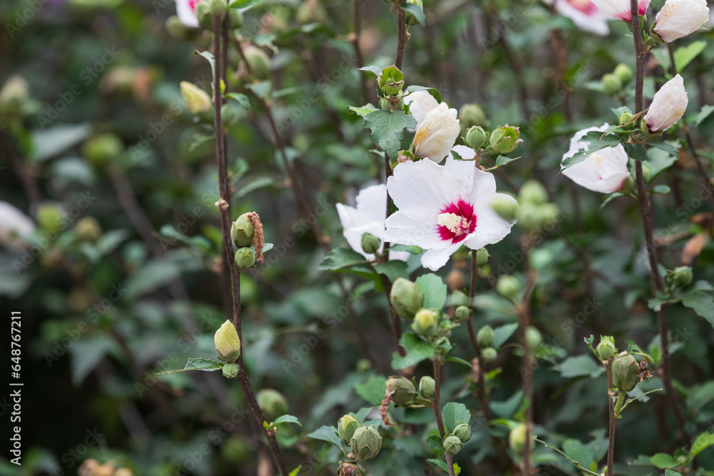 A white Rose of Sharon found in the park. national flower of korea. Hibiscus syriacus A white Rose of Sharon found in the park. national flower of korea. Hibiscus syriacus