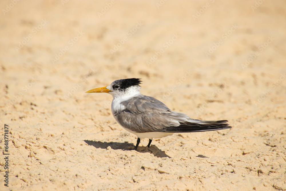 Crested Tern Crested Tern