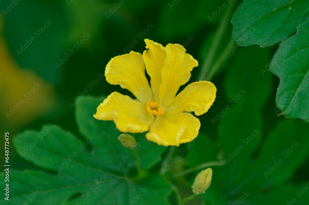 Close-up View Of Small Yellow Flower Of Bitter Melon Plant Amidst Green Leaves Close-up View Of Small Yellow Flower Of Bitter Melon Plant Amidst Green Leaves
