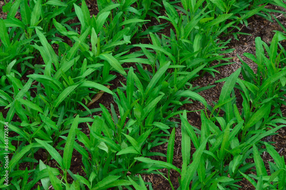 High Angle View Diagonal Row Pattern Of Young Water Spinach Plants Growing In Rows On The Soil High Angle View Diagonal Row Pattern Of Young Water Spinach Plants Growing In Rows On The Soil