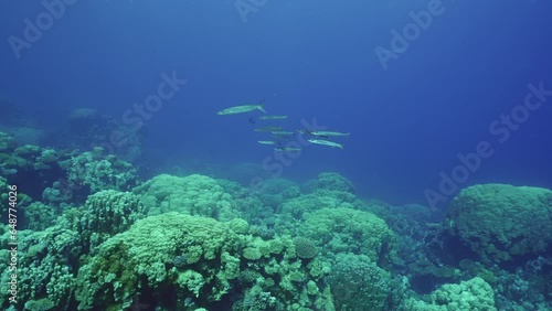 Group of Yellow-tail Barracuda (Sphyraena flavicauda) swims in the deep over coral garden in blue water, Slow motion photo