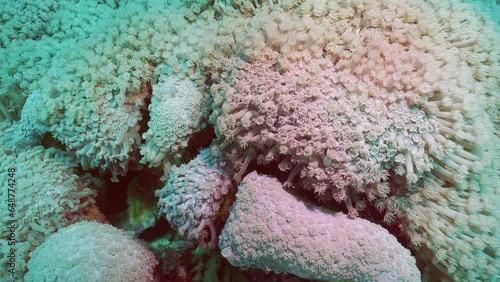 Close up of Flowerpot coral or Anemone coral (Goniopora columna), Slow motion. Natural underwater background of coral polyps photo