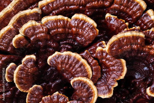Lingzhi Ganoderma Lucidum Mushroom. is Chinese medicine herbal