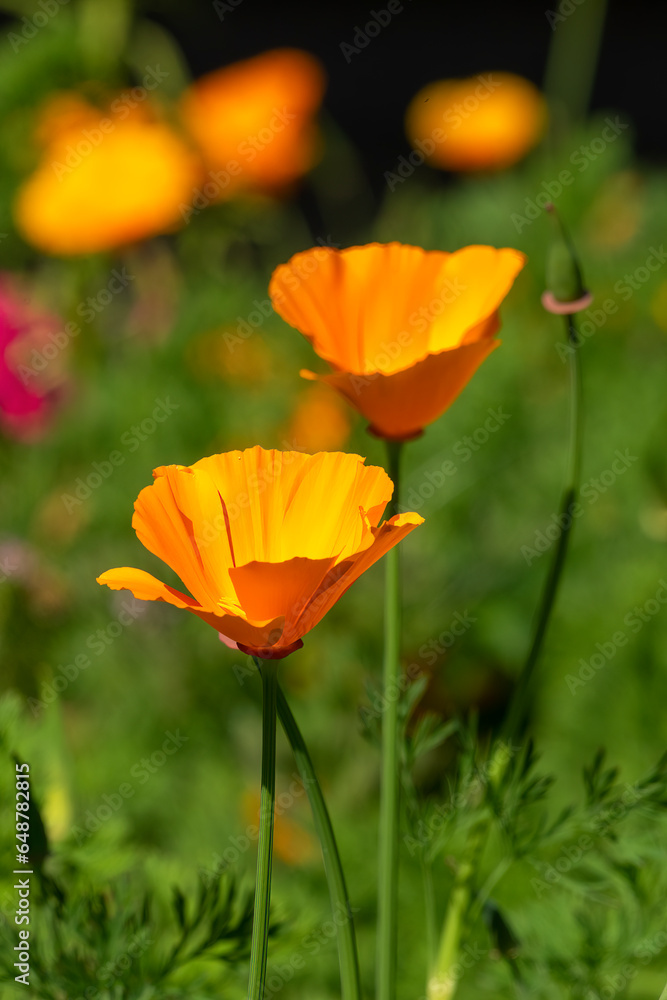 Obraz premium Orange flowers of a California golden poppy (eschscholzia californica) 
