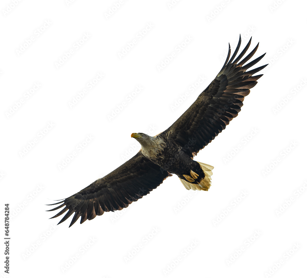 Naklejka premium White-tailed eagle in flight isolated