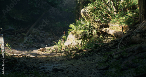 Tropical rain forest scene. 3D rendering
