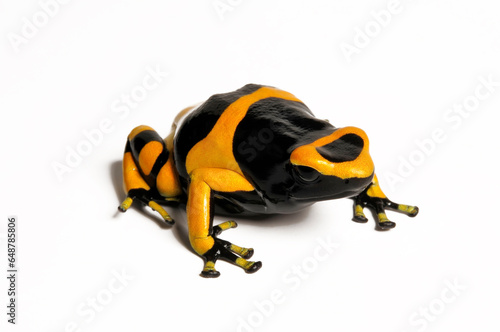 Gelbgebänderte Baumsteiger // Yellow-banded poison dart frog (Dendrobates leucomelas)