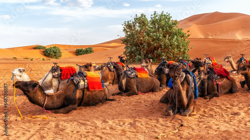 camels ready for a ride with tourists in the Sahara desert