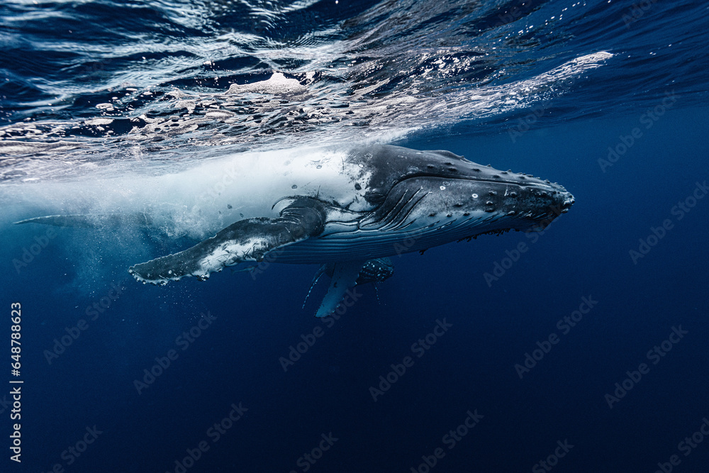 Fototapeta premium White Humpback Whale