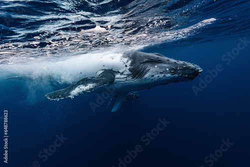 White Humpback Whale © divedog