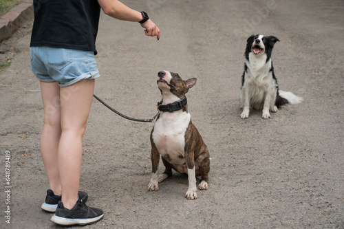Tableau sur toile Woman walks 2 dogs