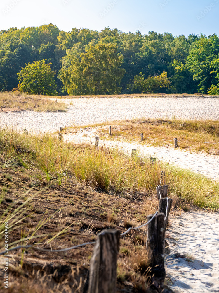 Experience the serene beauty of Boberger Dünen sand dunes in Hamburg Boberger Niederung as you stroll along a sun-drenched path, surrounded by a beach, lush dune grass and a peaceful forest backdrop.