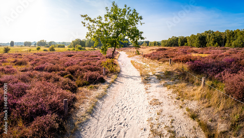 Experience the vibrant allure of Hamburg's Boberger Niederung nature reserve in September, as you follow a sandy trail through lush purple heather, basking in the sun beside a charming oak tree.