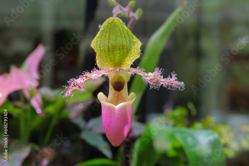 close up of Paphiopedilum liemianum orchid with pink color photo