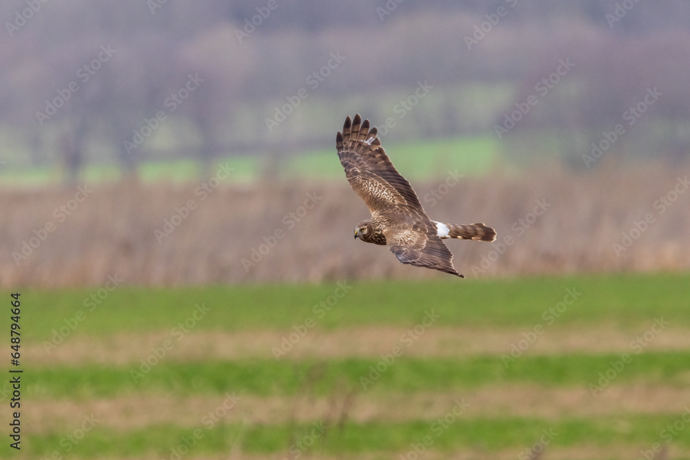 Fototapeta premium Harrier