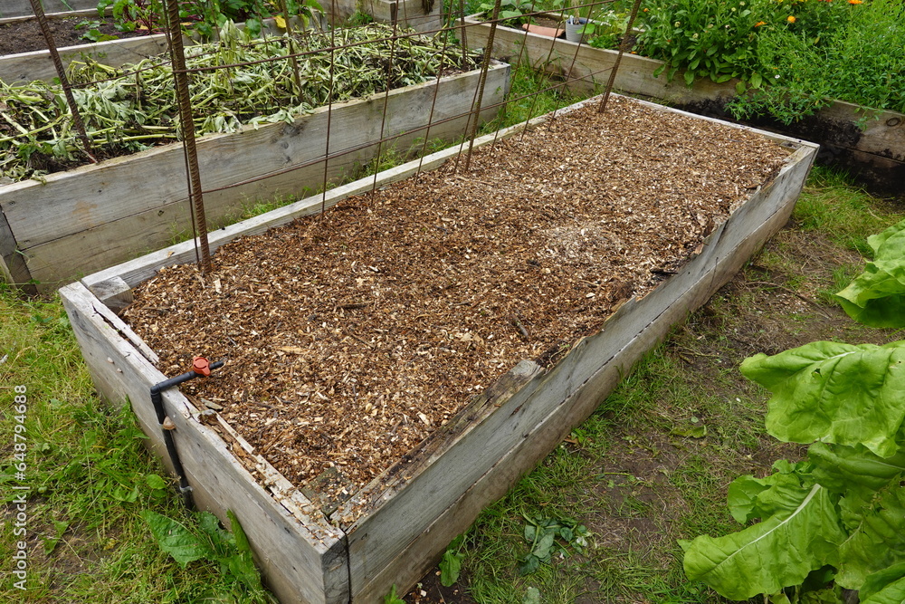 raised wooden bed to grow vegetables in the backyard garden. mulching