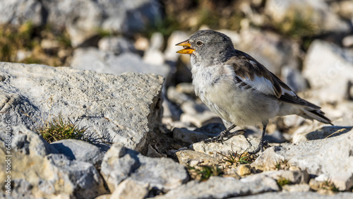 Alpine Snowfinch (Montifringilla nivalis) on a rock at high altitude in the Dolomites (Italy)