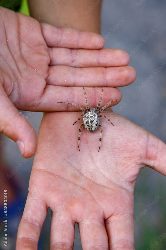 Spider is sitting on persons hand while it is in the palm. Generative AI