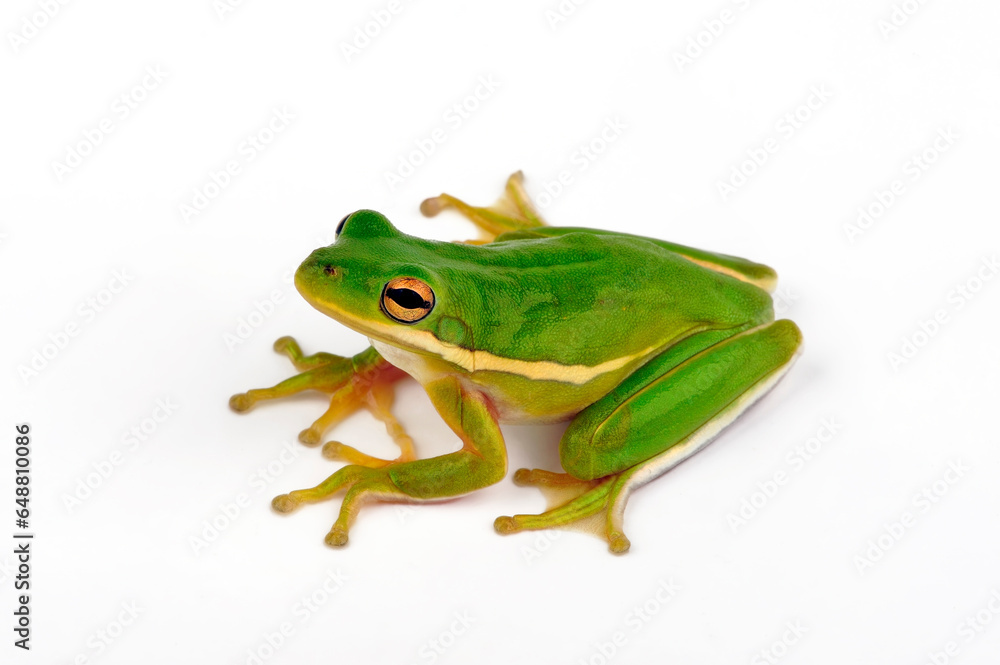 American green tree frog // Amerikanischer Laubfrosch, Karolina-Laubfrosch (Dryophytes cinereus / Hyla cinerea) American green tree frog // Amerikanischer Laubfrosch, Karolina-Laubfrosch (Dryophytes cinereus / Hyla cinerea)