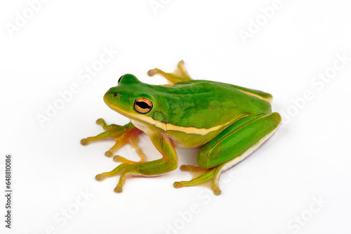 American green tree frog // Amerikanischer Laubfrosch, Karolina-Laubfrosch (Dryophytes cinereus / Hyla cinerea) © bennytrapp