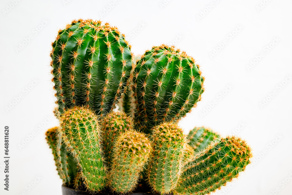 Cactus on isolated white background.