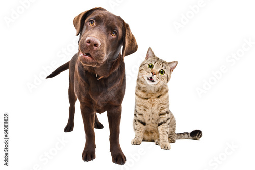 Curious Labrador and funny cat Scottish Straight together isolated on a white background