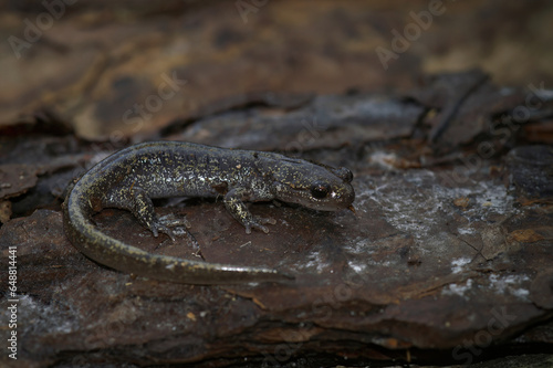 Closeup on a juvenile Japanese Hokkaido salamander Hynobius retardatus photo