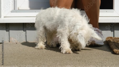 A cute West Highland Terrier puppy sitting beside his owner at the front door